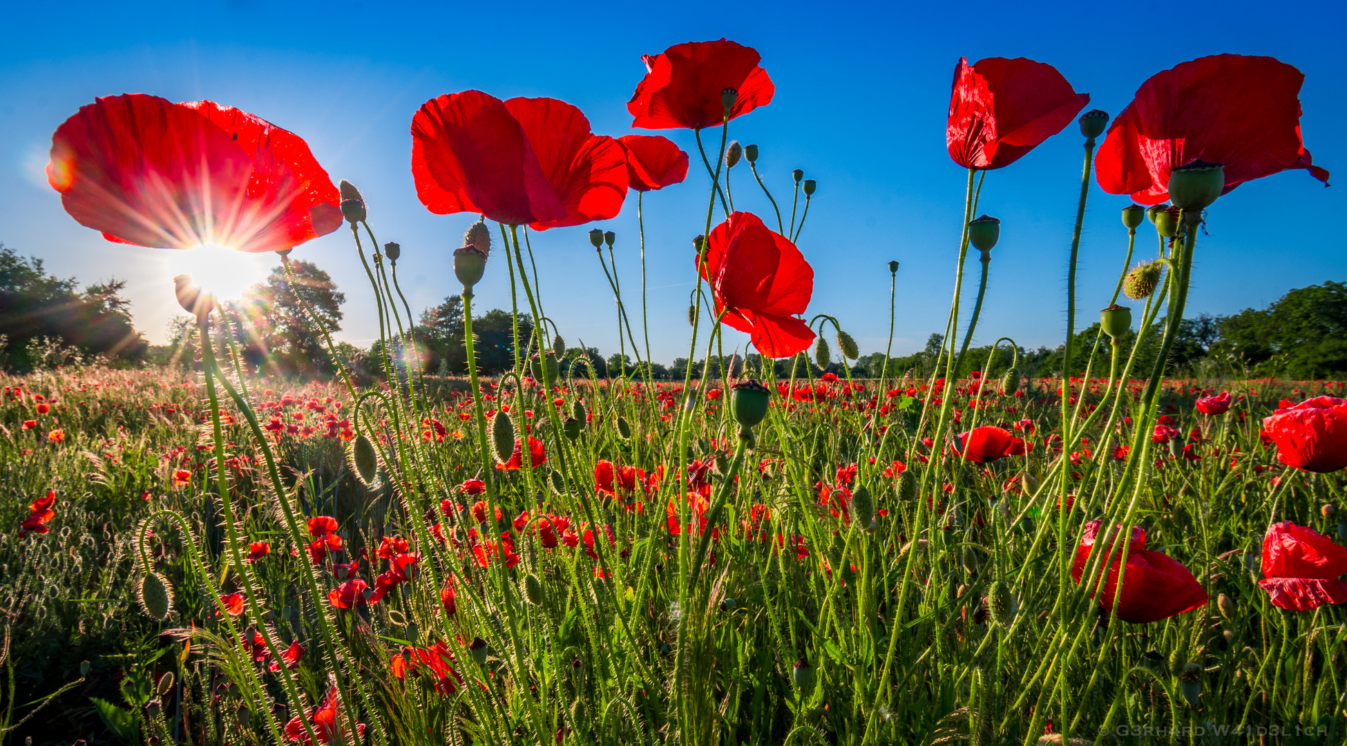 Sommerabende im Feld