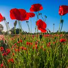 Sommerabende im Feld