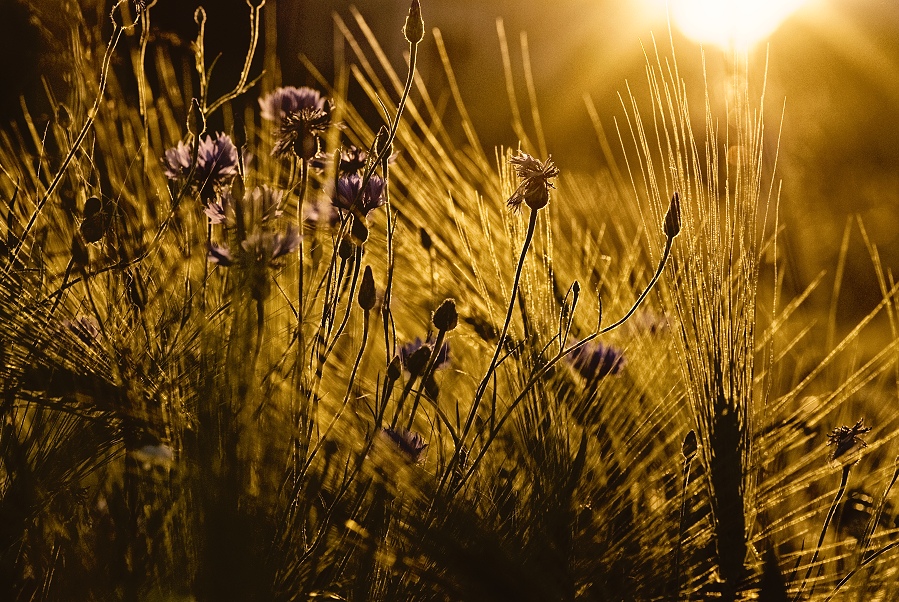 Sommerabendgegenlicht