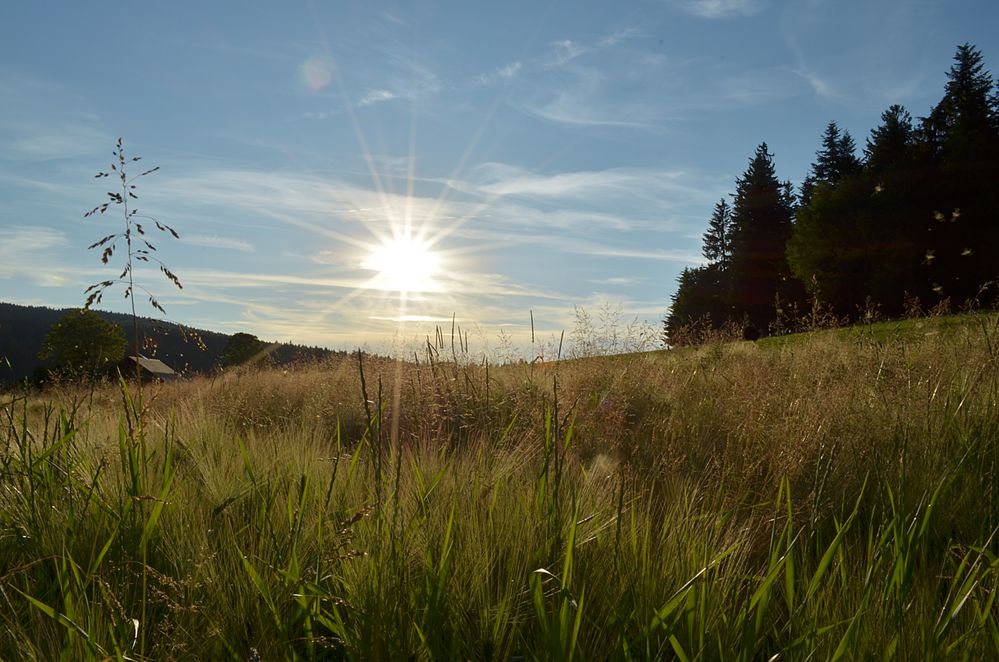 Sommerabendgruss