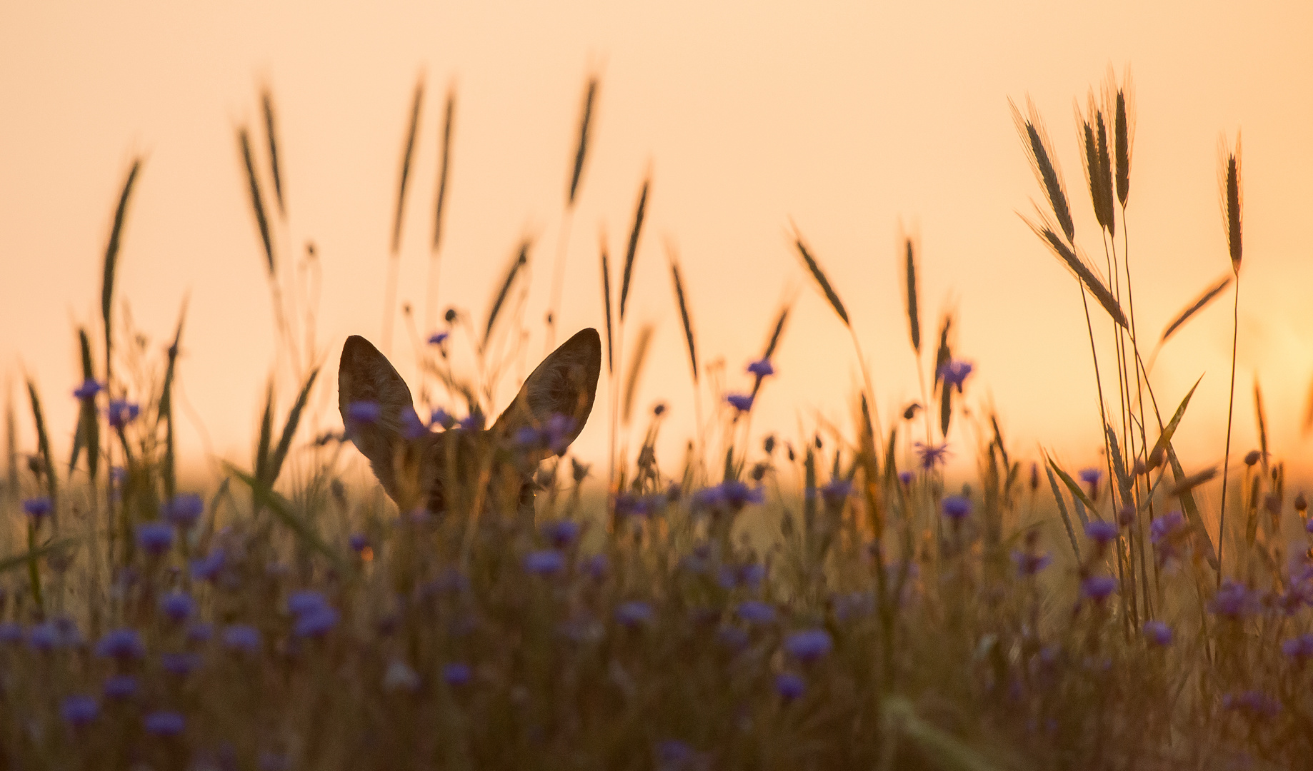 Sommerabendliche Idylle