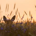 Sommerabendliche Idylle