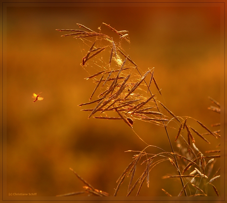 Sommerabendsinfonie