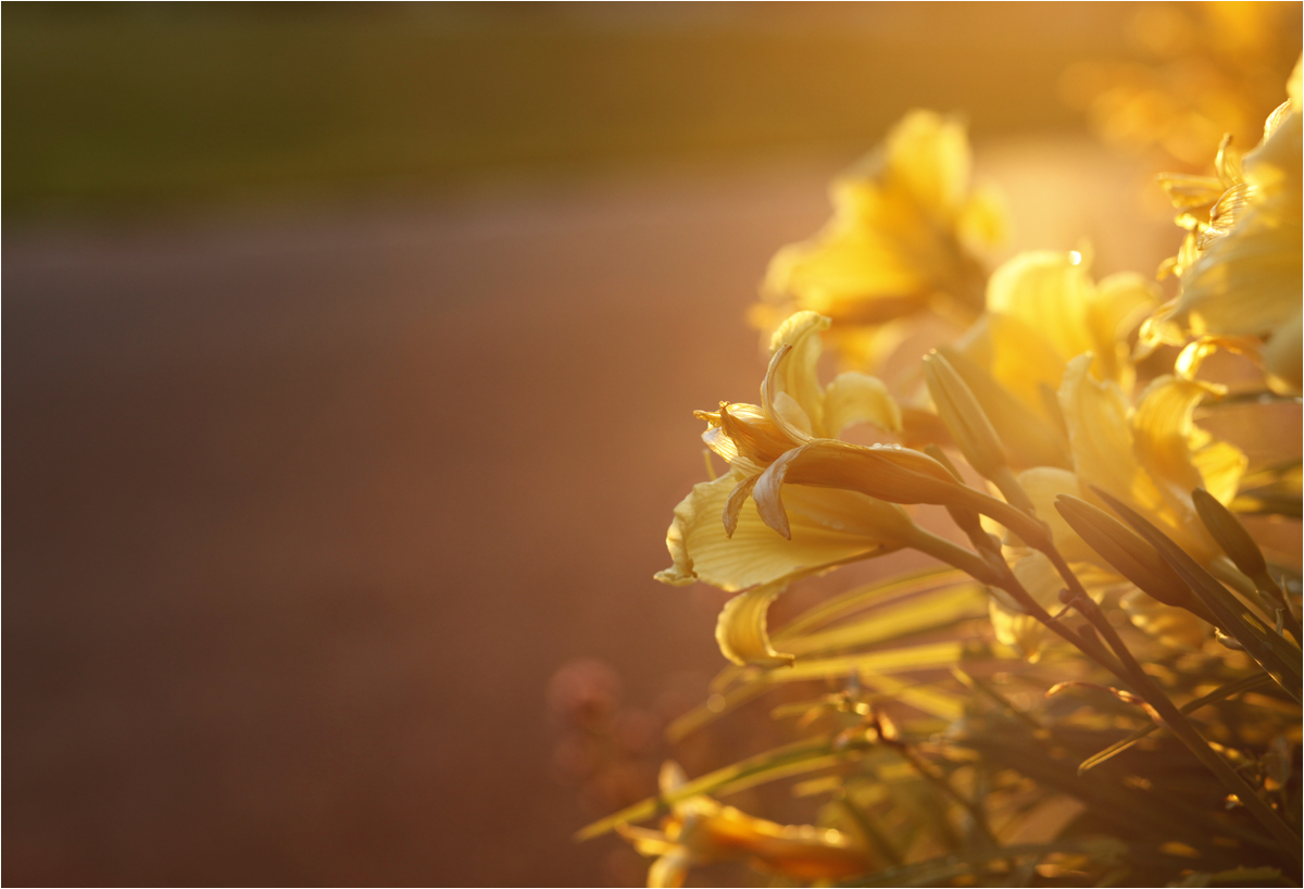 Sommerabendsonnenstrahlen