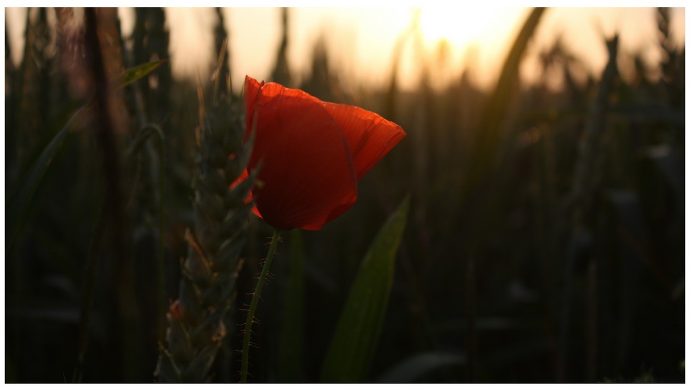 Sommerabendspaziergang