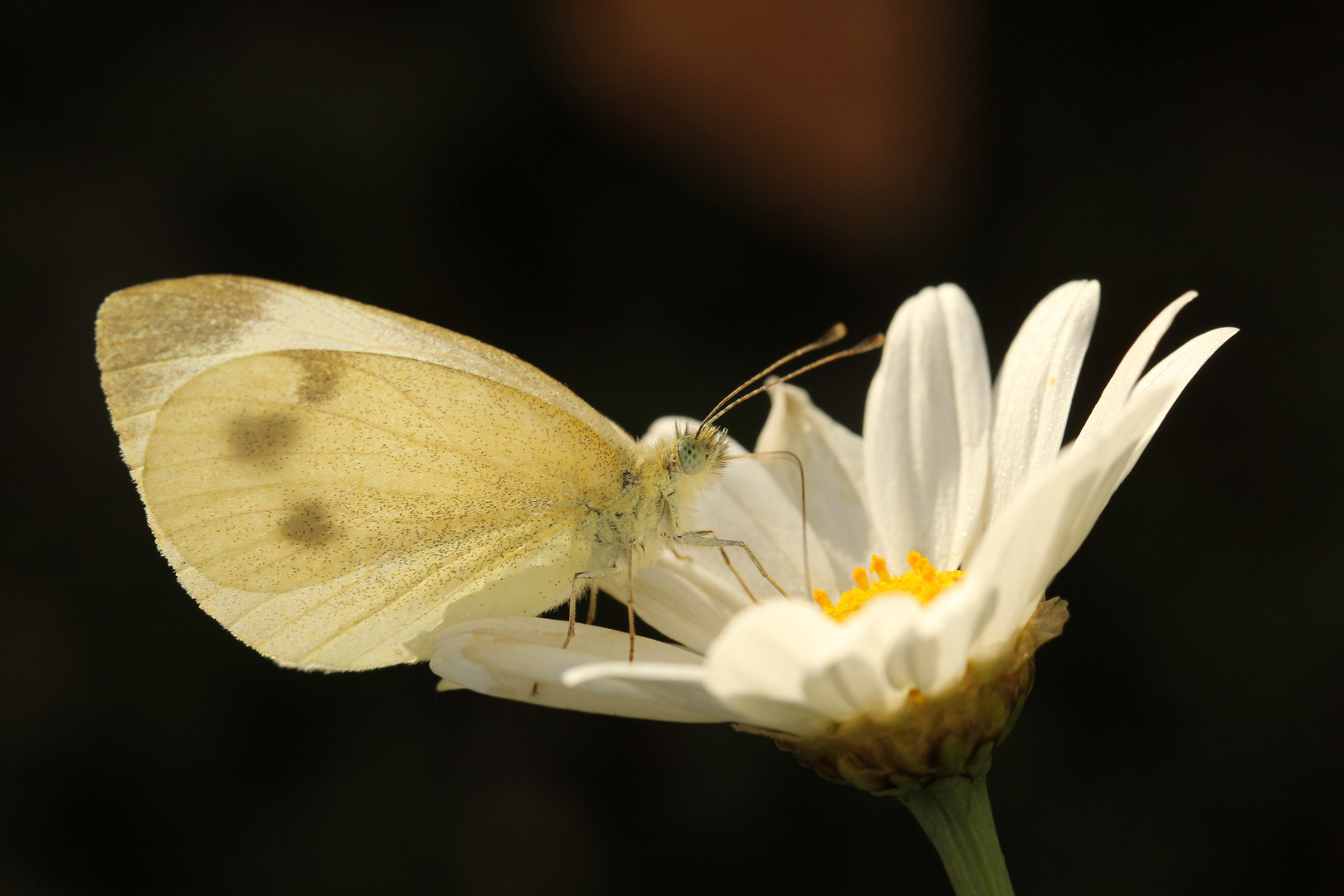 Sommerabschied