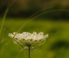 sommerabschied