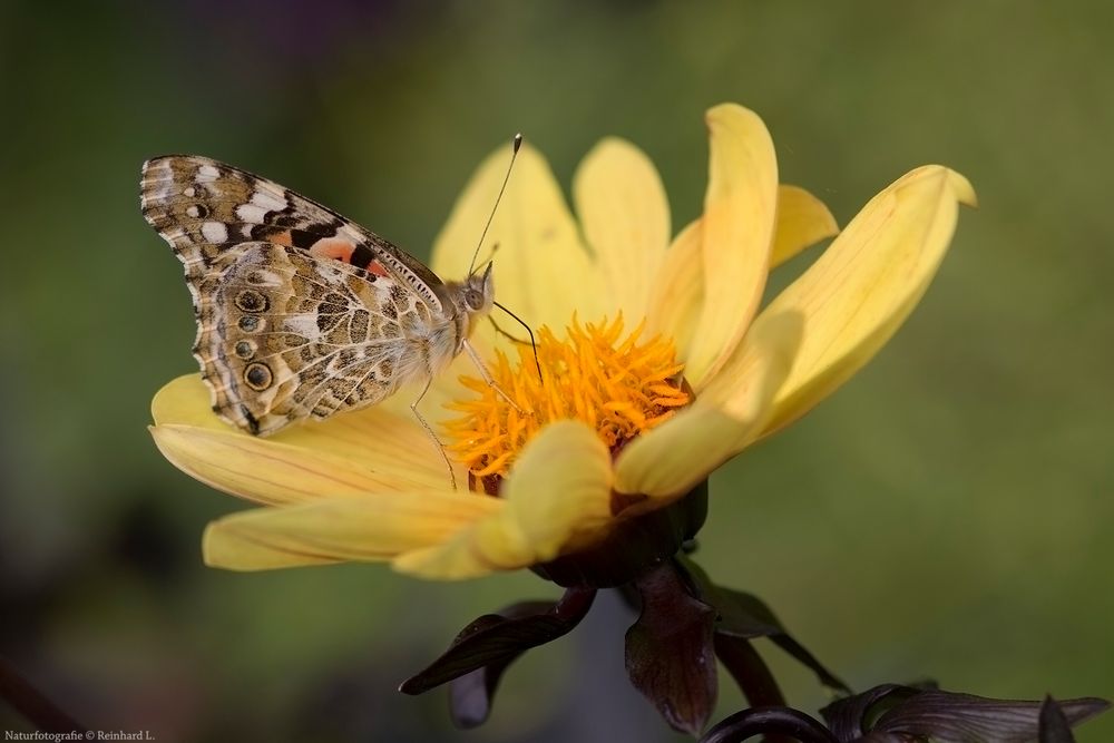  Sommerabschied