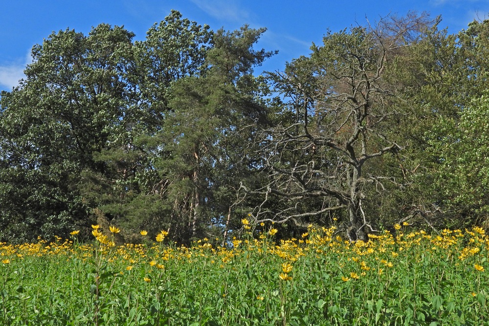 Sommerabschied mit Hasselbacher Topinambur – Blüten 01