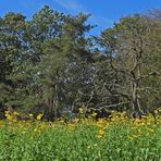 Sommerabschied mit Hasselbacher Topinambur – Blüten 01