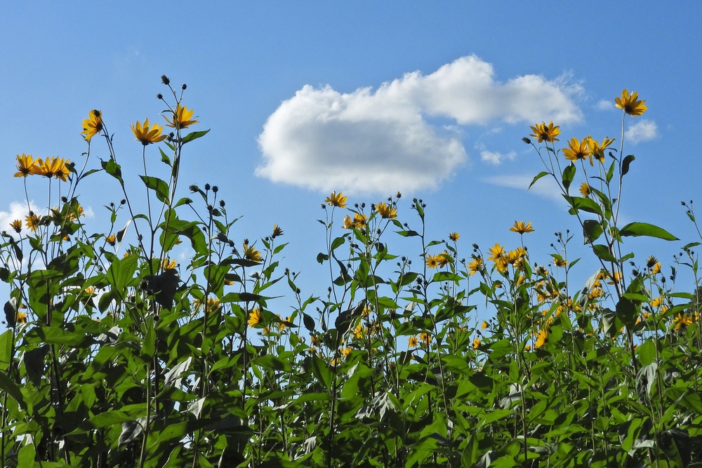 Sommerabschied mit Hasselbacher Topinambur – Blüten 02