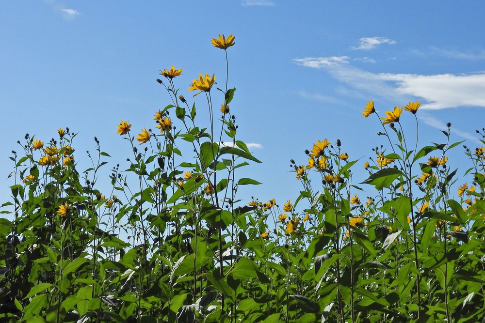 Sommerabschied mit Hasselbacher Topinambur – Blüten 03