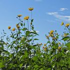 Sommerabschied mit Hasselbacher Topinambur – Blüten 03