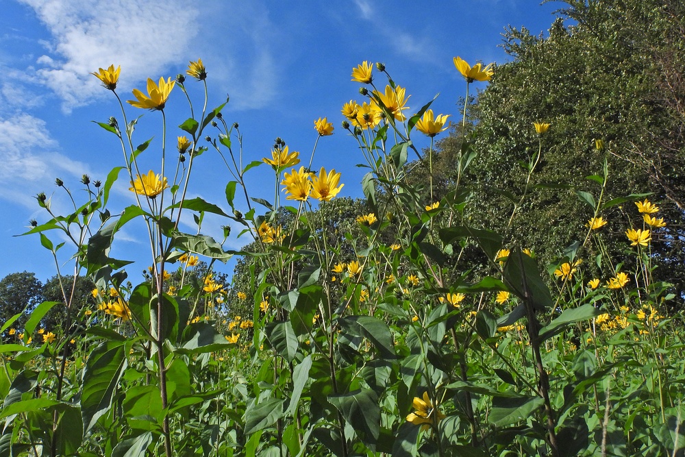 Sommerabschied mit Hasselbacher Topinambur – Blüten 04