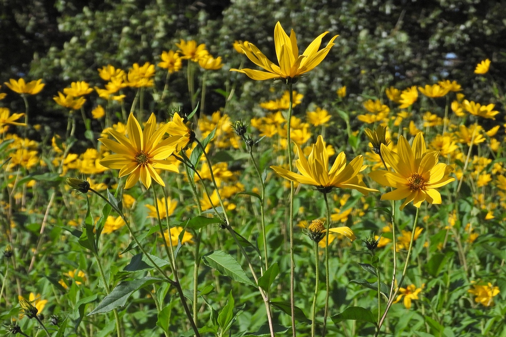 Sommerabschied mit Hasselbacher Topinambur – Blüten 05