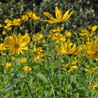 Sommerabschied mit Hasselbacher Topinambur – Blüten 05