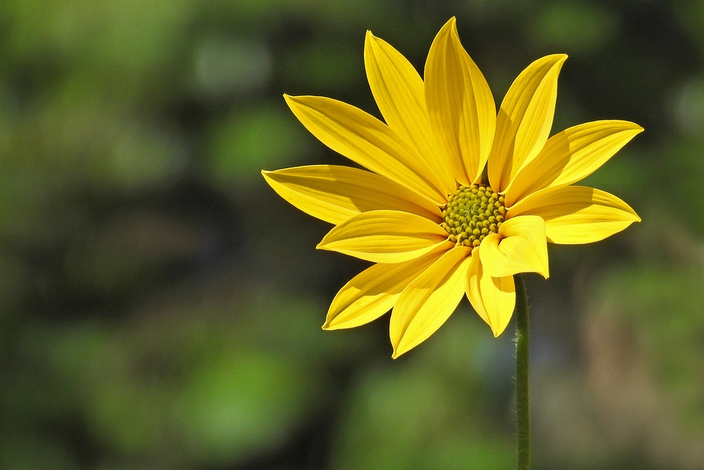 Sommerabschied mit Hasselbacher Topinambur – Blüten 06