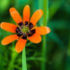 Sommeradonisröschen (Adonis aestivalis)