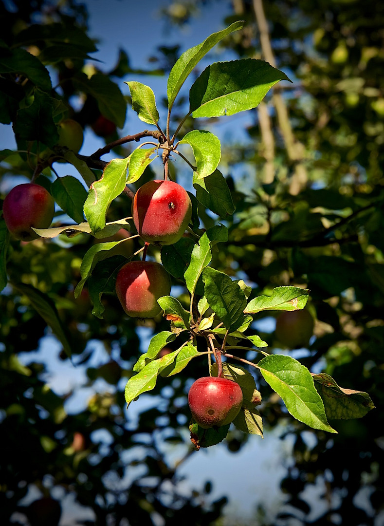 Sommeräpfel