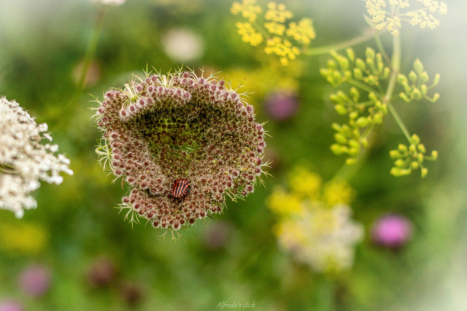 Sommerallerlei