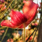 Sommeranemone im Abendlicht 