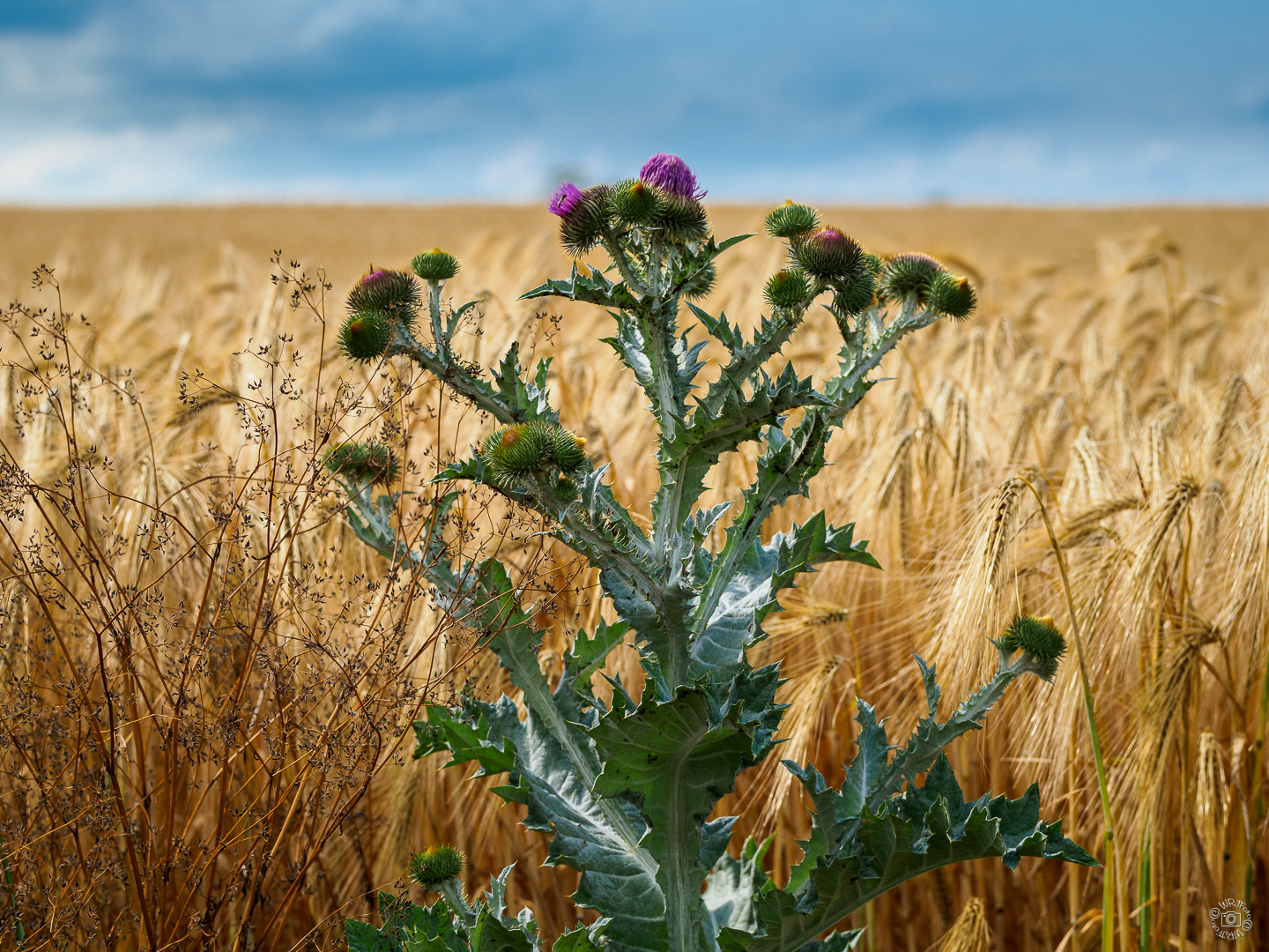 Sommeranfang