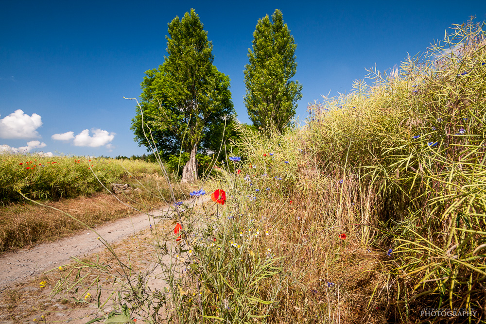 Sommeranfang am Rapsfeld