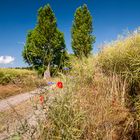 Sommeranfang am Rapsfeld