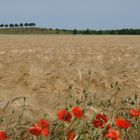 Sommeranfang auf dem Kronsberg