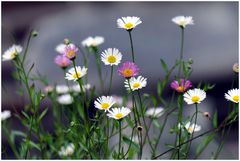 Sommeranfang