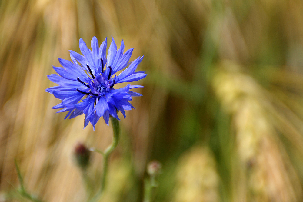 Sommeranfang - blau