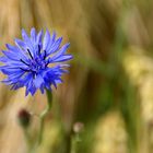 Sommeranfang - blau