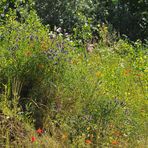 Sommeranfang: Blütenfarben – Meer