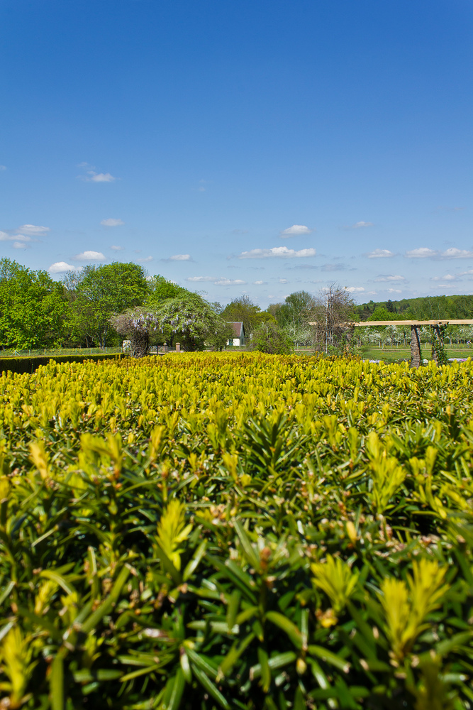 Sommeranfang im Park auf der Rosenhöhe in Darmstadt