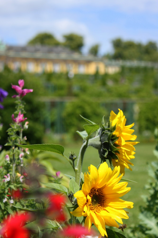 Sommeranfang in Potsdam