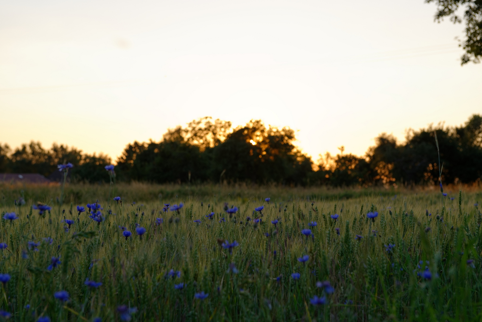 Sommeranfang-Kornblumenblau