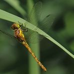 Sommeranfang: Libellen – Trocknen