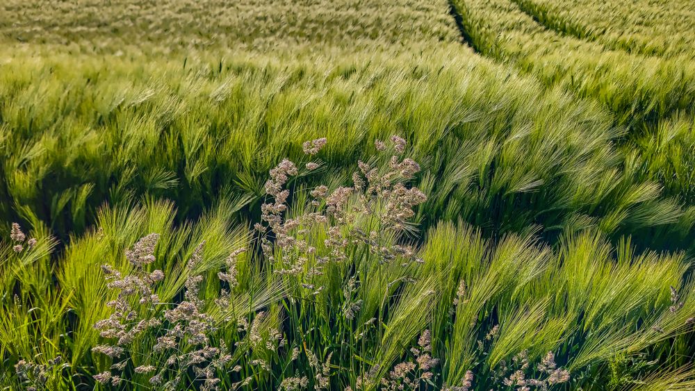 Sommeranfang (meteorologisch)