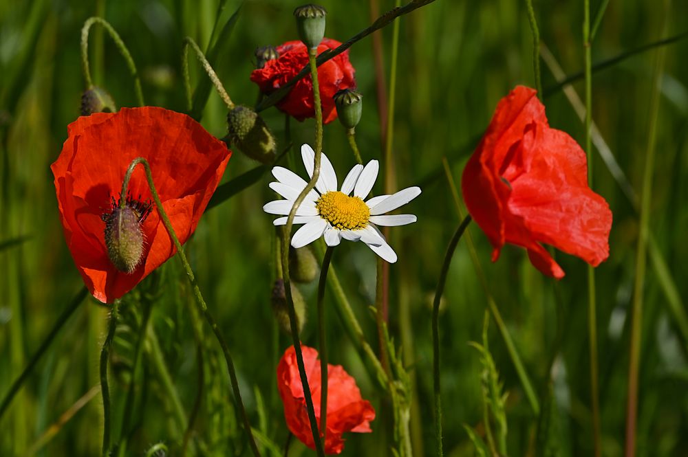 SOMMERANFANG und SONNENWENDE. Foto & Bild fotos,