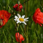 SOMMERANFANG und SONNENWENDE.