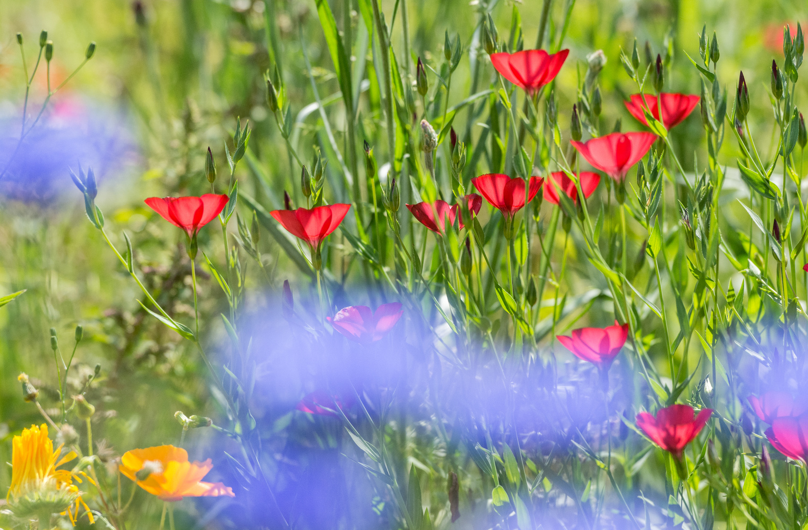 Sommeranfang: willkommen, Sommer!