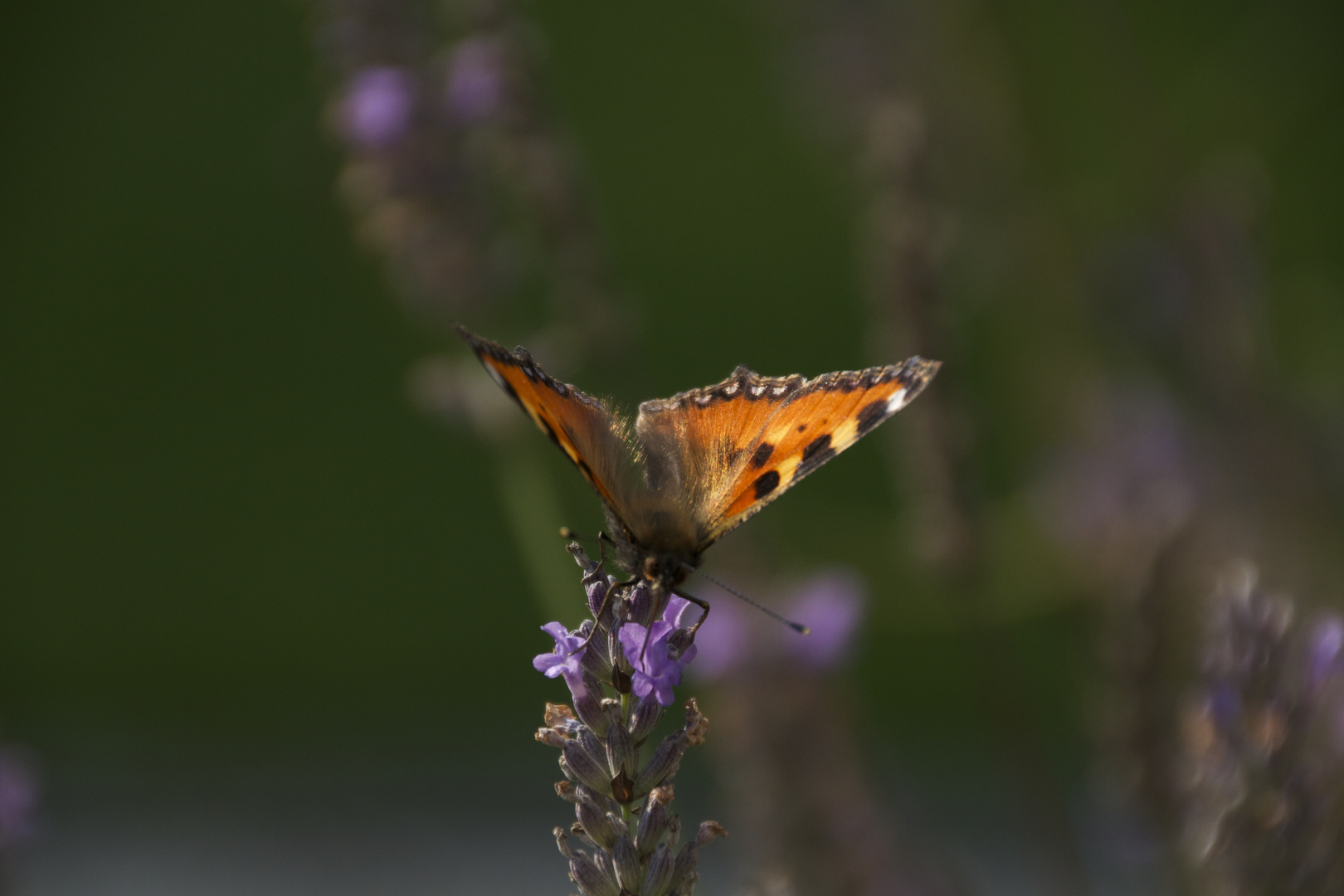 Sommeransichten, Schmetterling