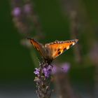 Sommeransichten, Schmetterling