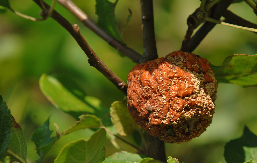 Sommerapfel