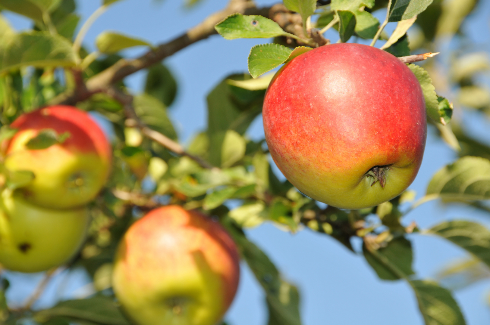 Sommerapfel