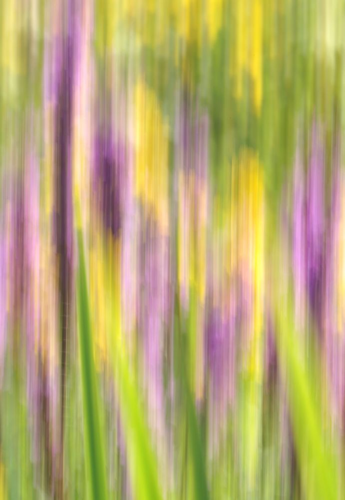 Sommeraspekt im Feuchtbiotop von werner thuleweit 