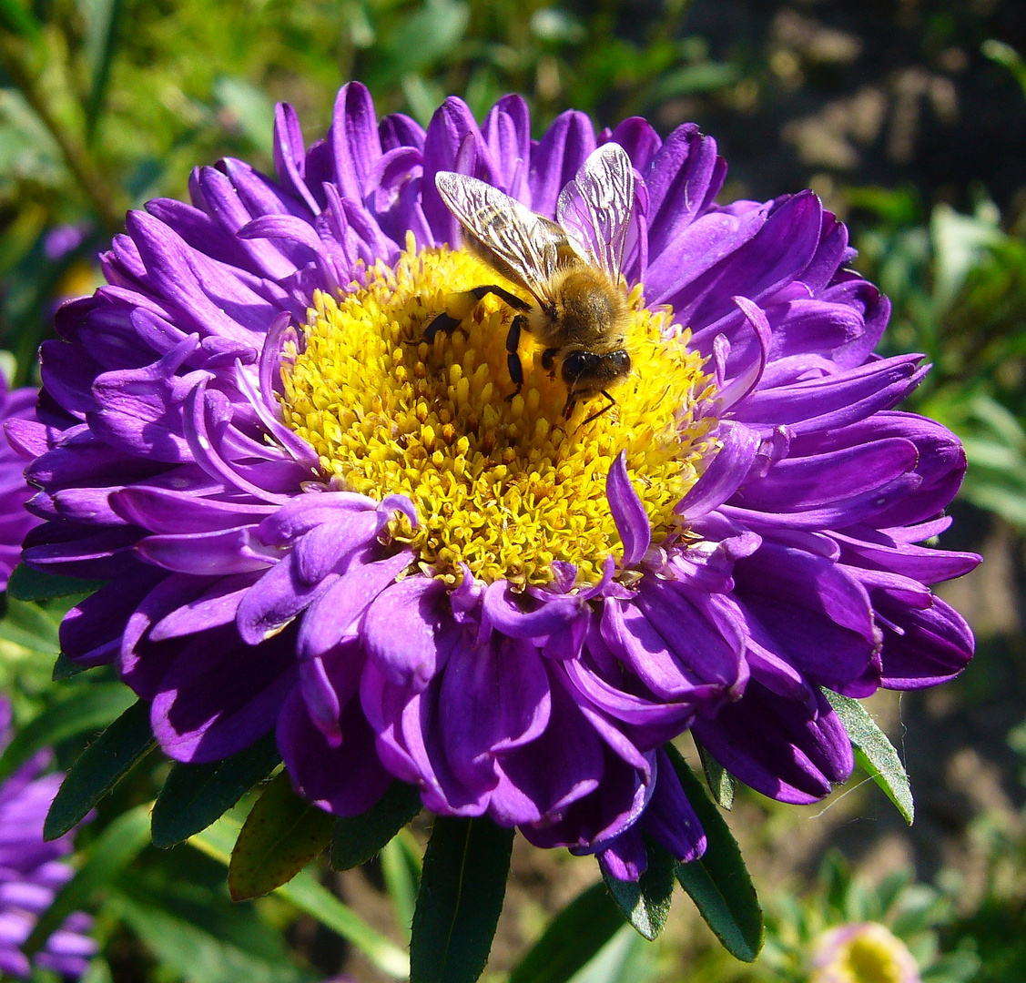 Sommeraster mit Bienenbesuch