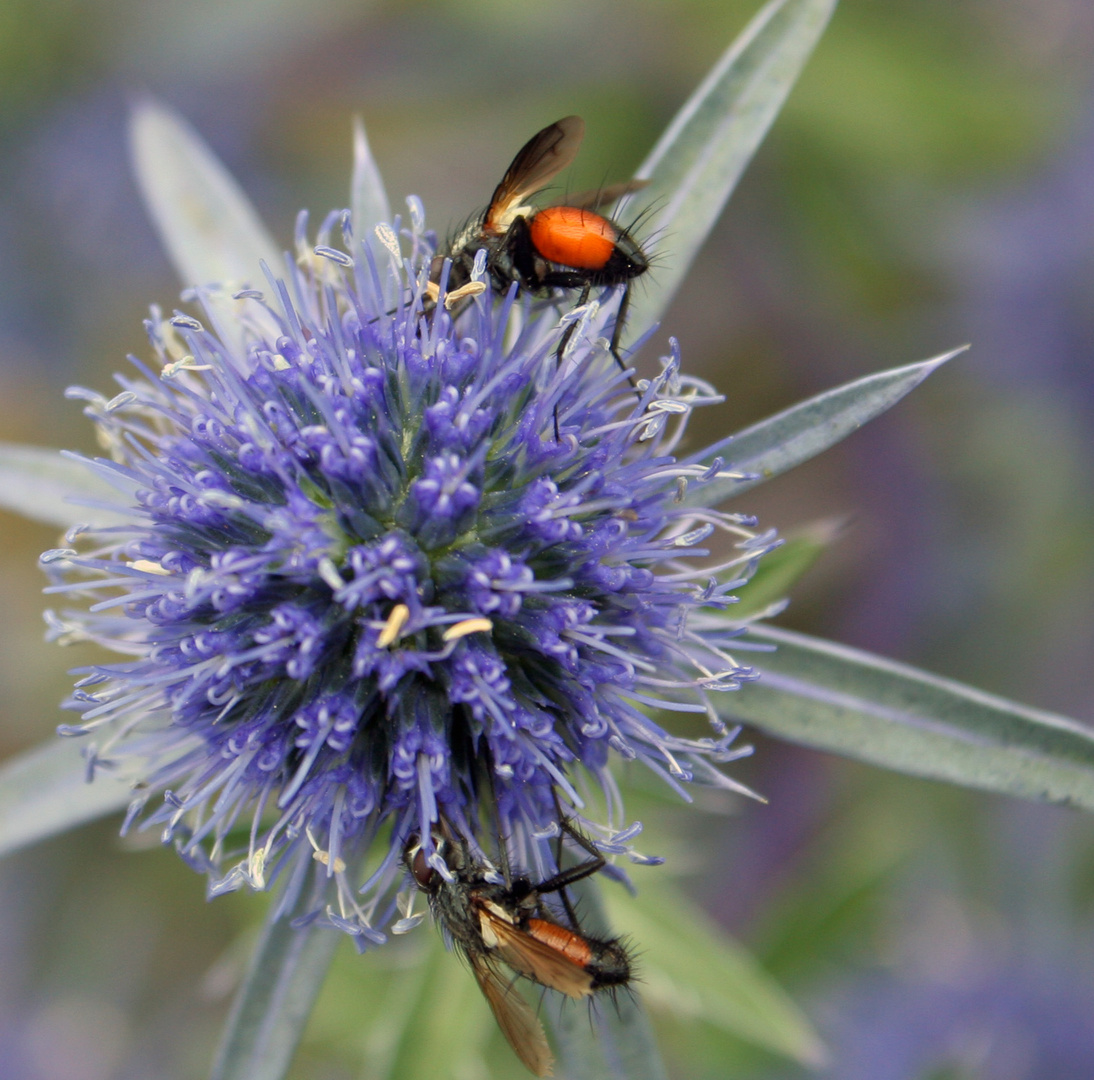 Sommerausflug