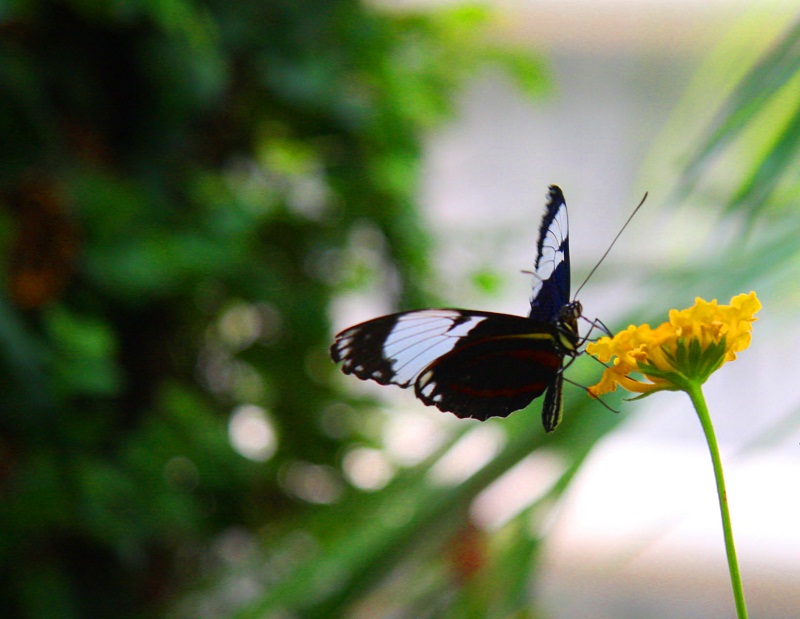 SommerausFlug