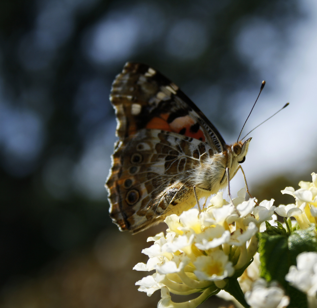 Sommerausflug